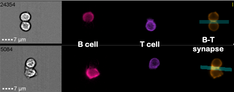 immune synapse